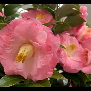 Meet your Posher, Janice